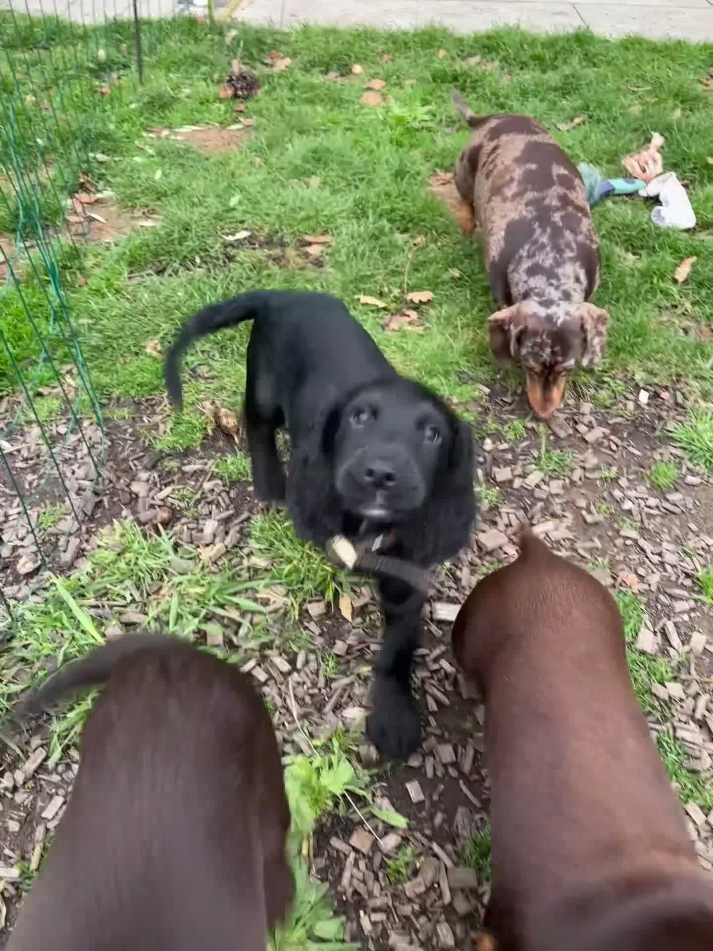 Cocker Spaniel dogs for sale: Beautiful Litter of Cocker Spaniel Puppies  - Video 1