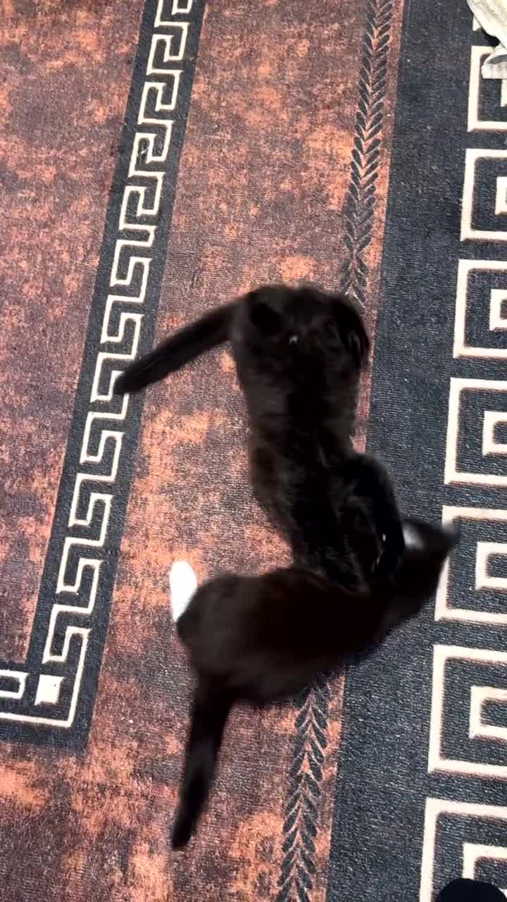 Mixed Breed cats for sale: 🐱2 beautiful male kittens 🐱  - Video 3