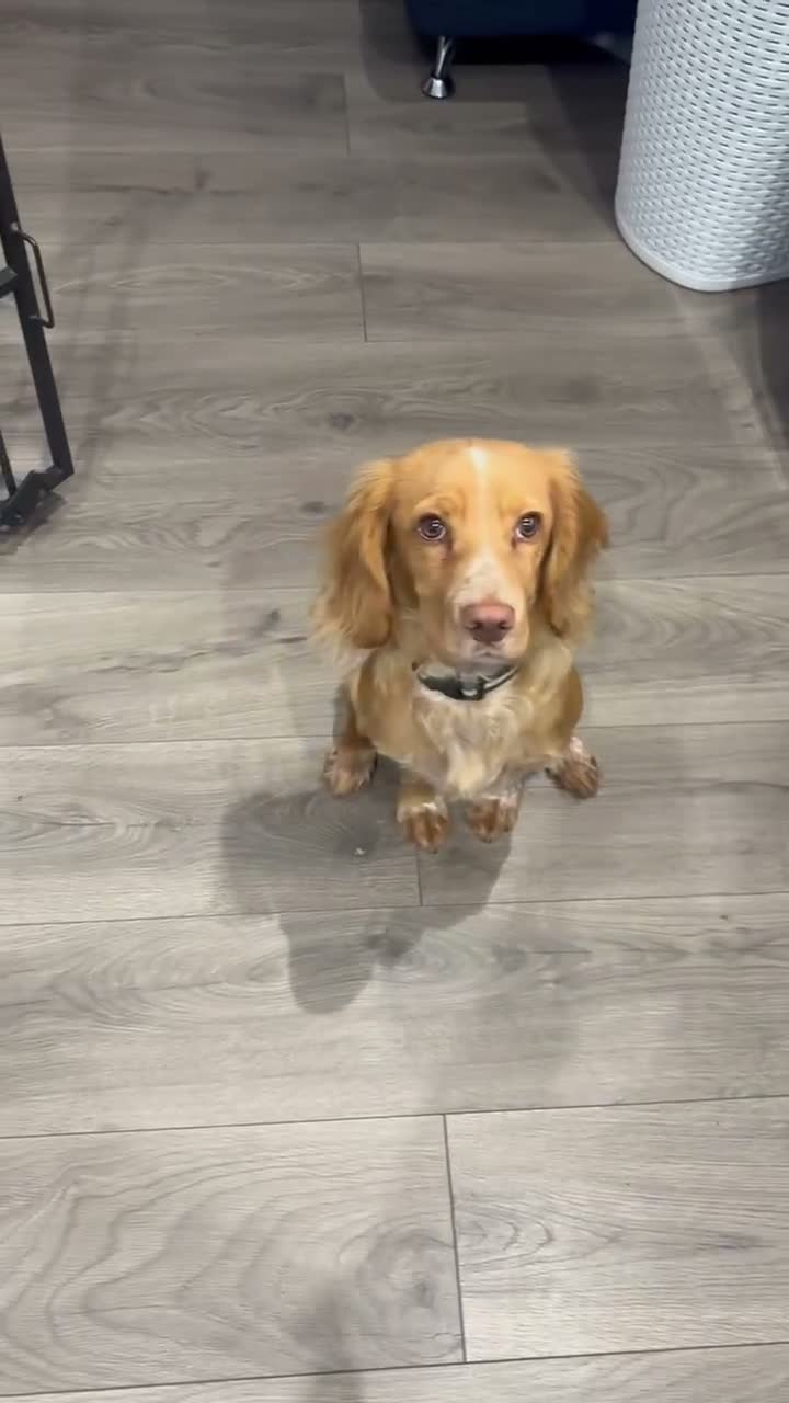 Cocker Spaniel dogs for sale: Change in Family Circumstances - Cocker male  in Manchester - Video 1