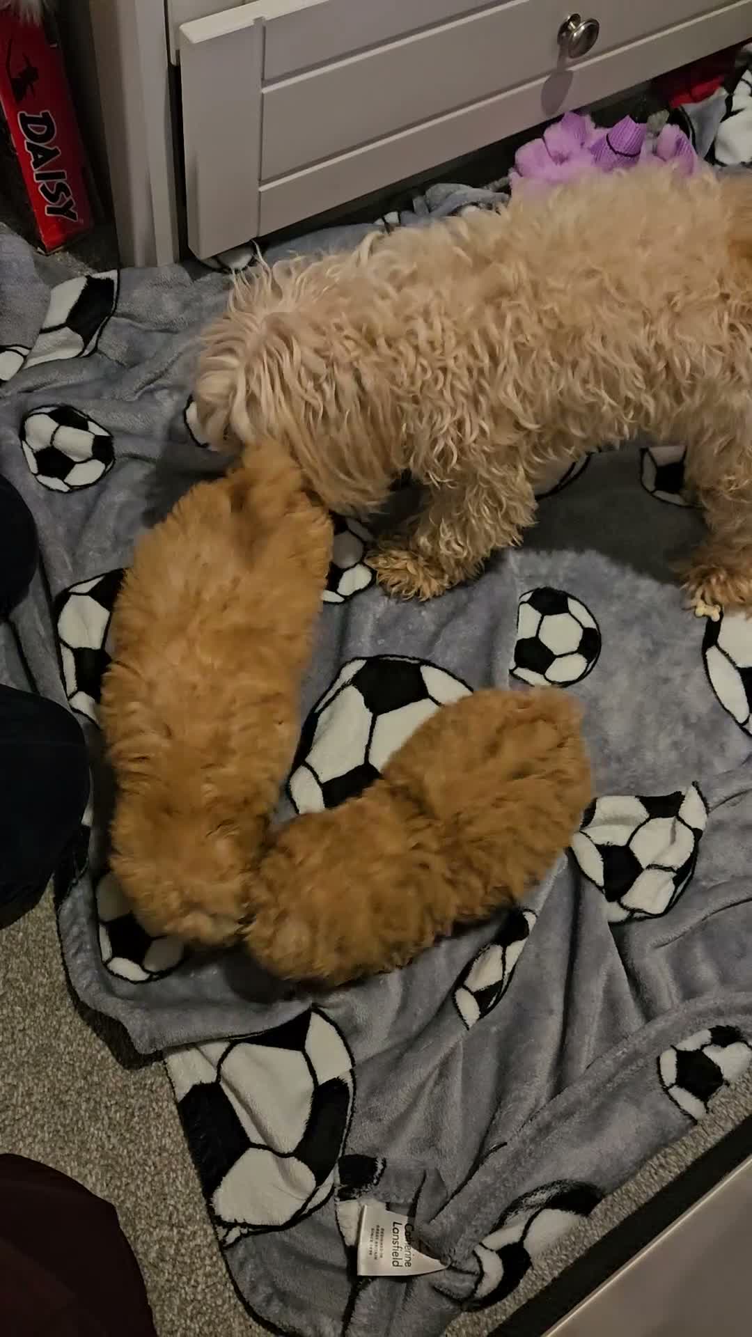 Maltipoo dogs for sale: 💛🌺 Two beautiful maltipoo pups 🌺💛 in Tonbridge - Video 3