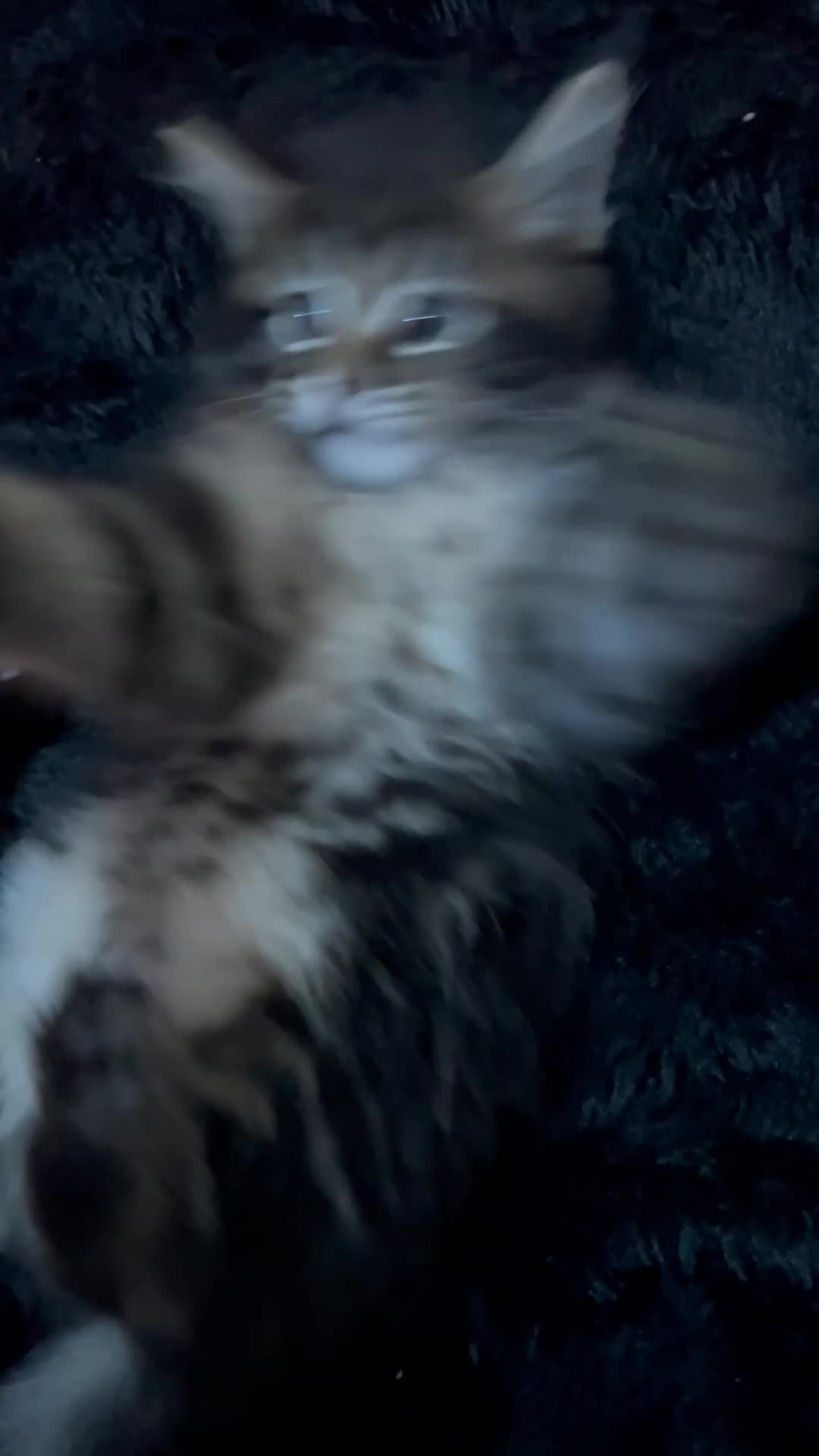 Maine Coon cats for sale: Beautiful Maine coon boy for sale  - Video 1