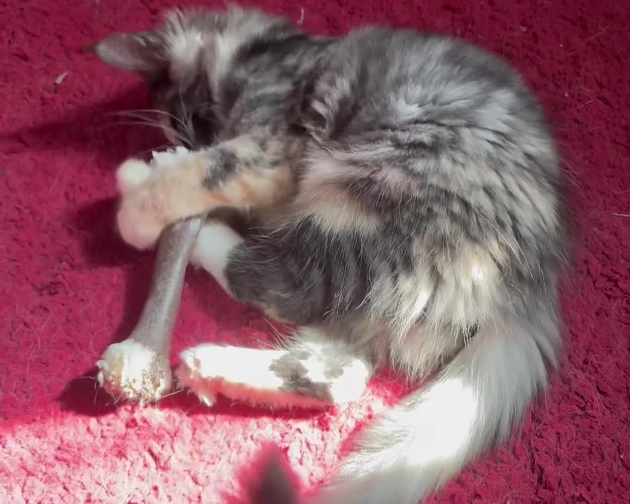 Maine Coon cats for sale: TICA MAINE COON BOY - £800.   - Video 1