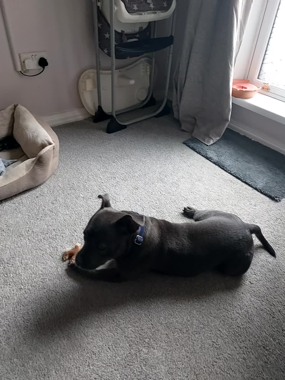 Staffordshire Bull Terrier dogs for stud: Blue short leg staffy for stud - Video 1