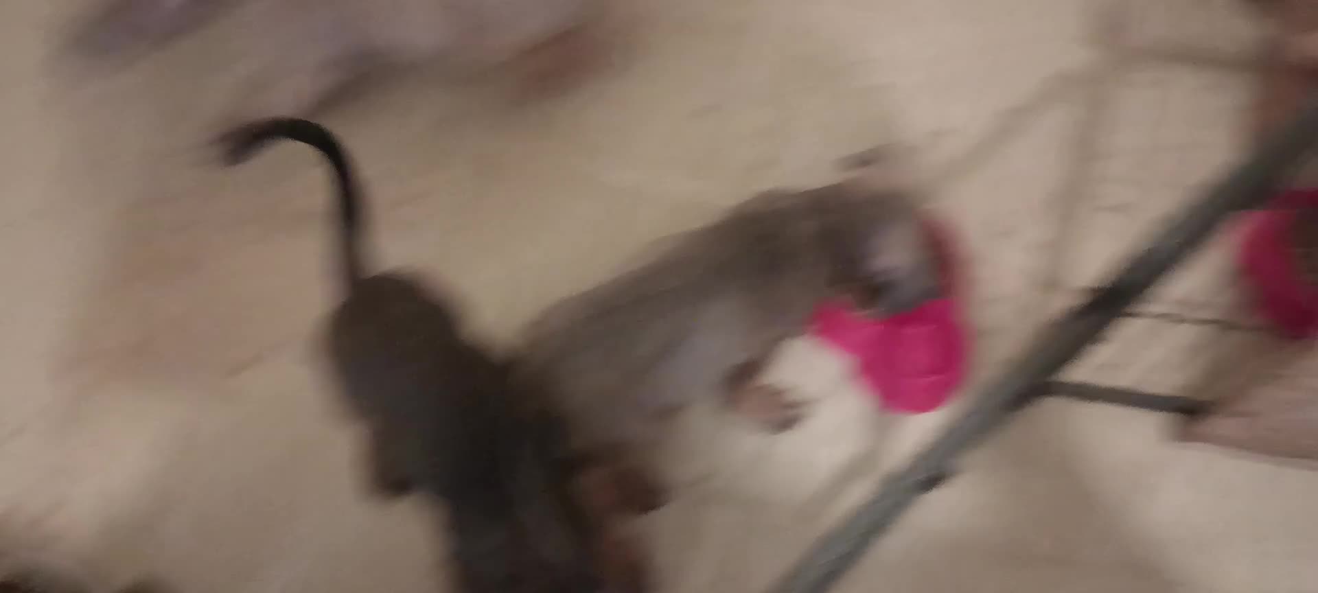 Mixed Breed dogs for sale: Mastiff x rottweiler  - Video 1