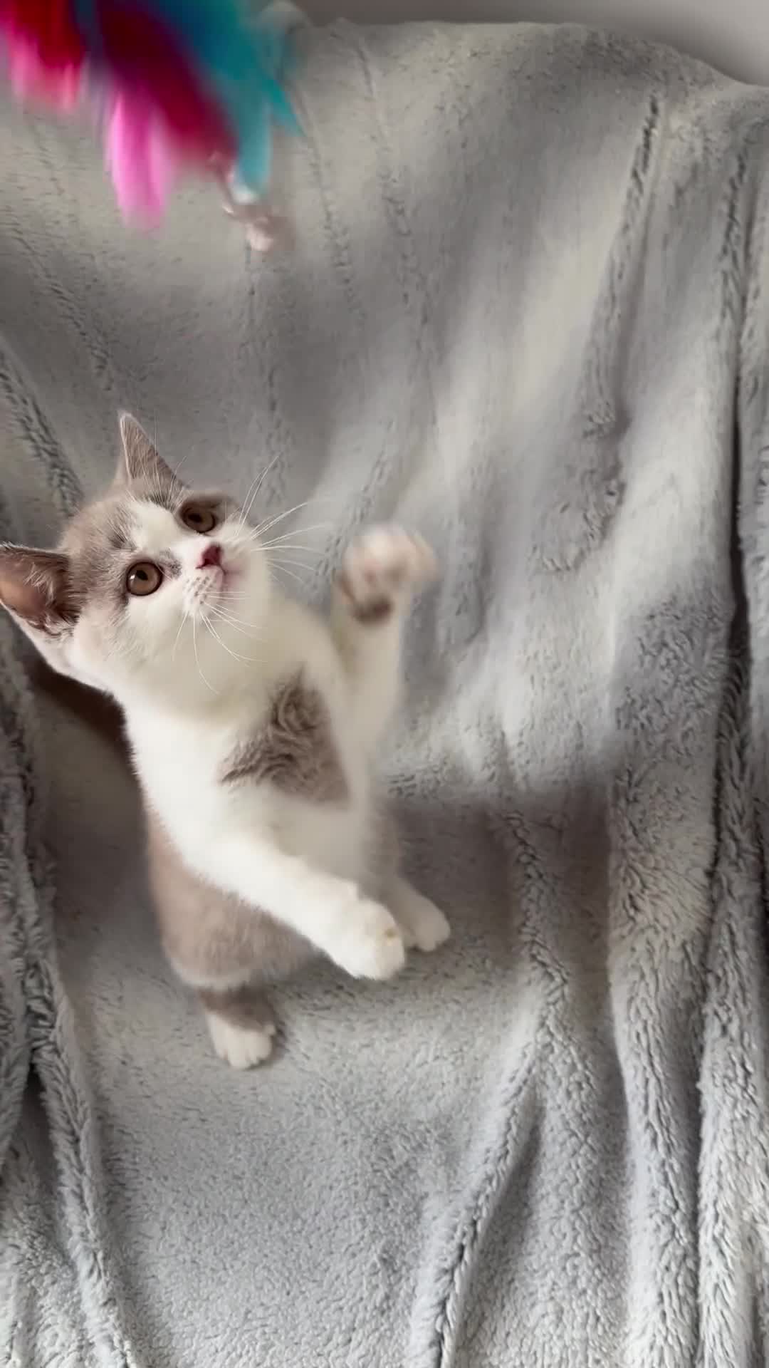 British Shorthair cats for sale: Pedigree BSH & BLH kittens  - Video 1