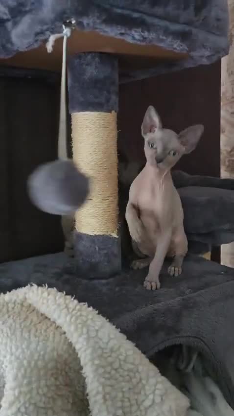 Sphynx cats for sale: 2 Sphynx Girls Ready for Forever Homes - Video 1