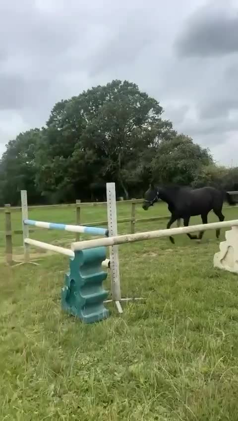 American Standardbred horses for sale: 15hh black mare  - Video 1
