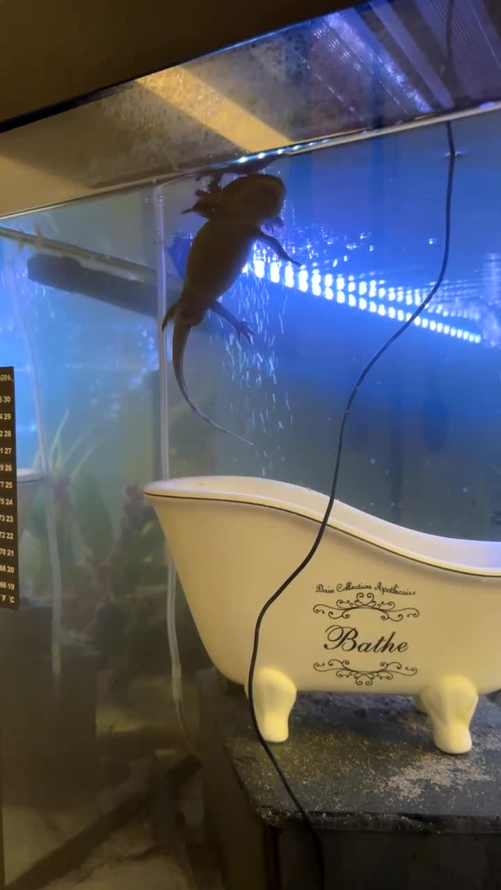 Axolotl reptiles for sale: 4 axolotl’s  - Video 1
