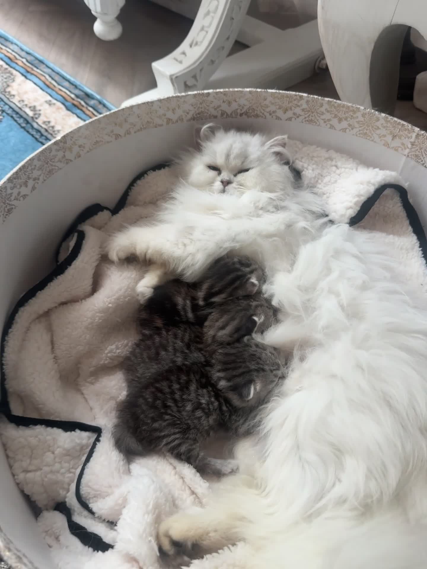 Persian cats for sale: Beautiful kittens mother is a Persian  in Birmingham - Video 1