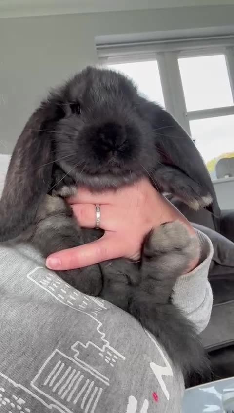 French Lop rabbits for sale: Stunning French lops available   - Video 2