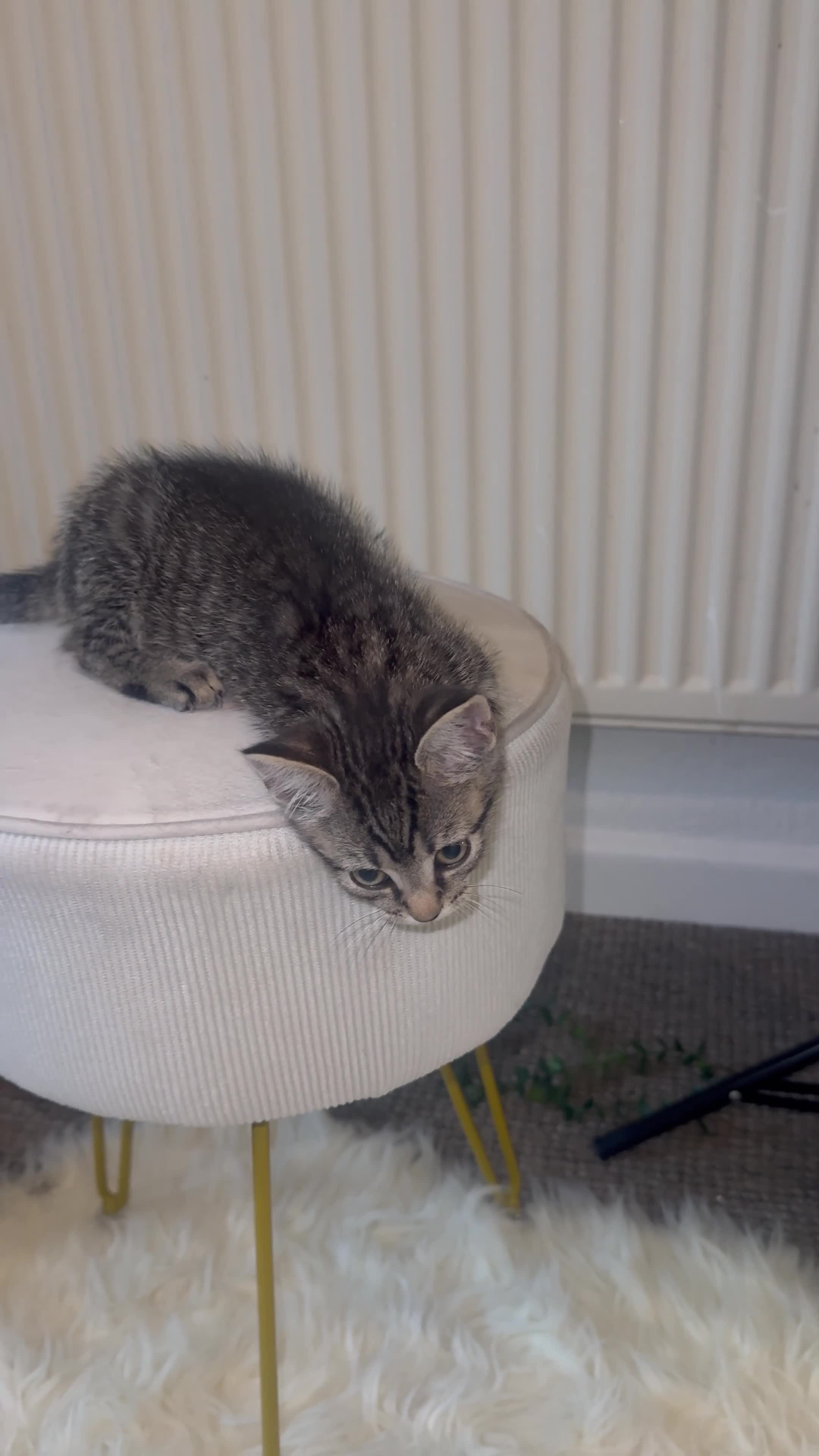 Mixed Breed cats for sale: Mixed breed female Kitten for sell - Video 1