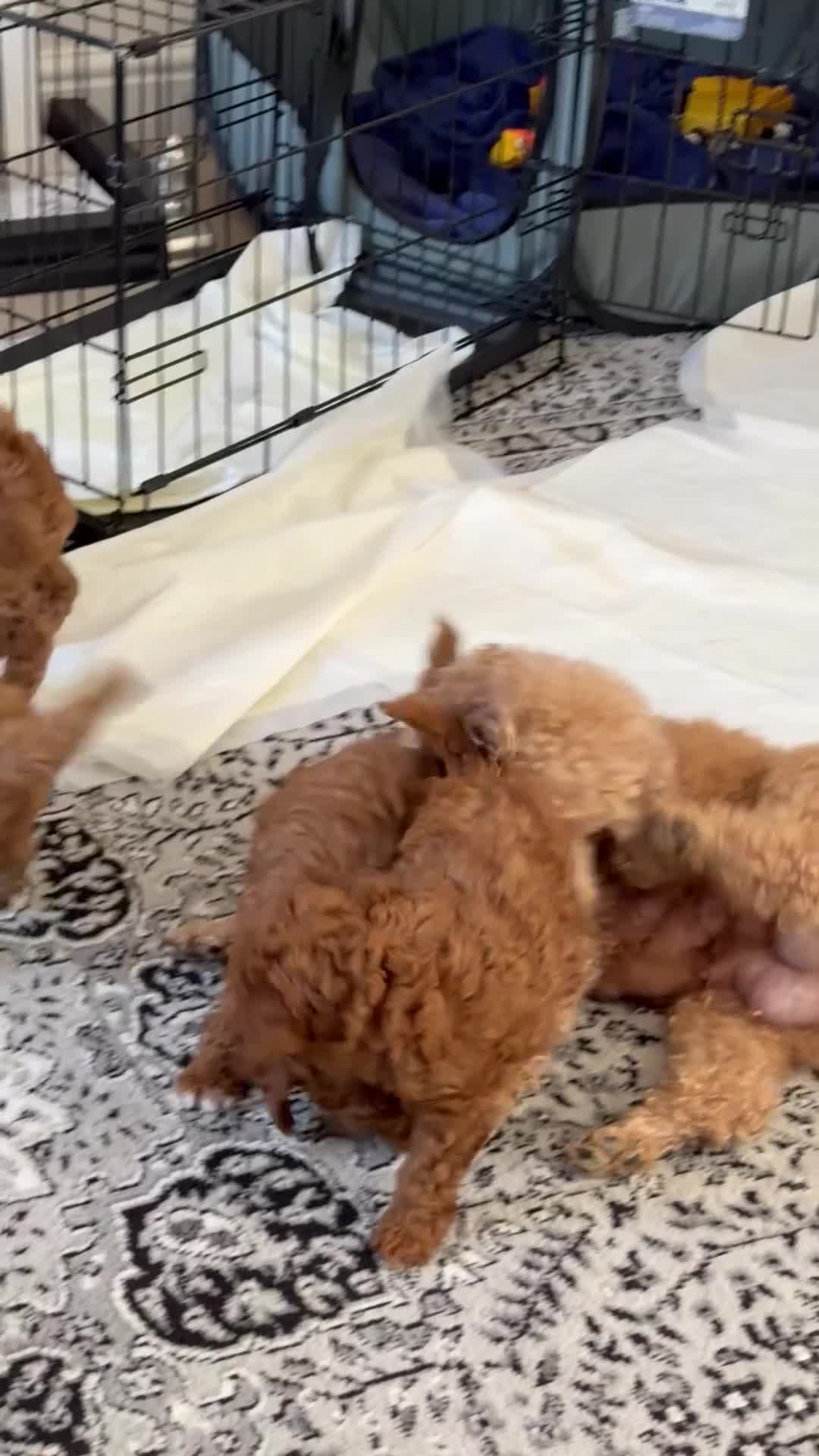 Toy Poodle dogs for sale: Toy poodle - Video 2