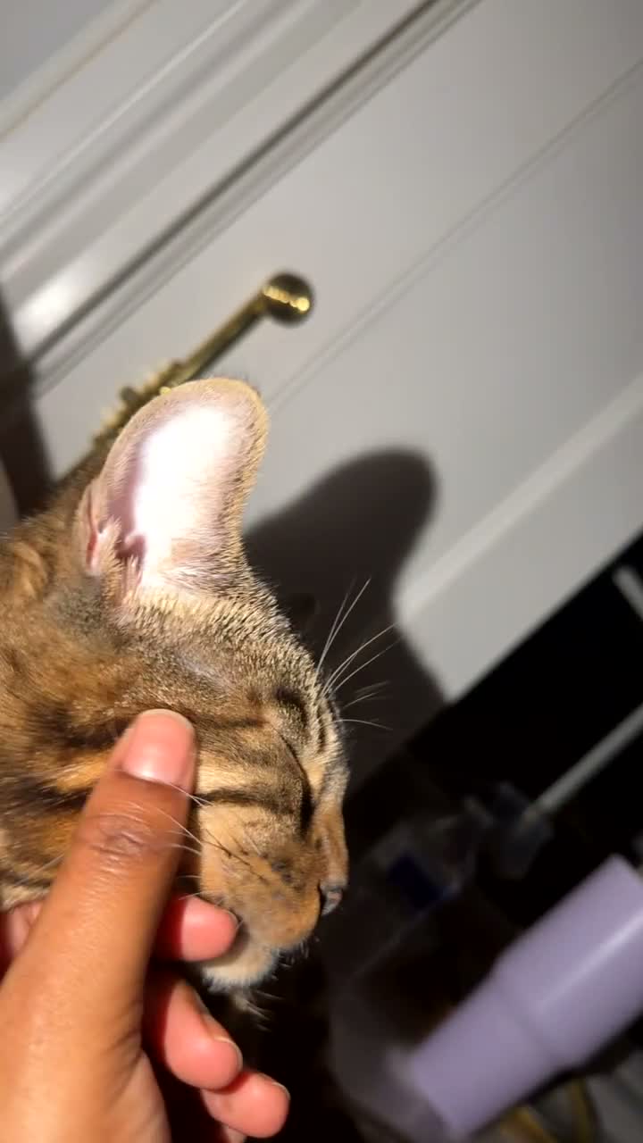 Bengal cats for sale: Kairo 16 month old Boy Bengal in Gillingham - Video 2