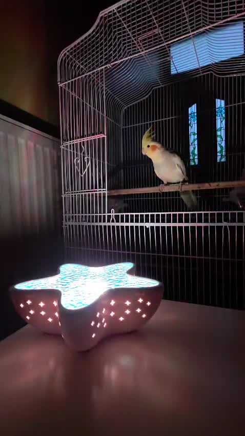 Cockatiels birds for sale: Tame Male Cockatiel (Under 1 Year)  - Video 3