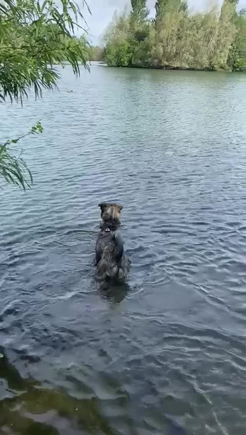 Mixed Breed dogs for adoption: Benji  - Video 1