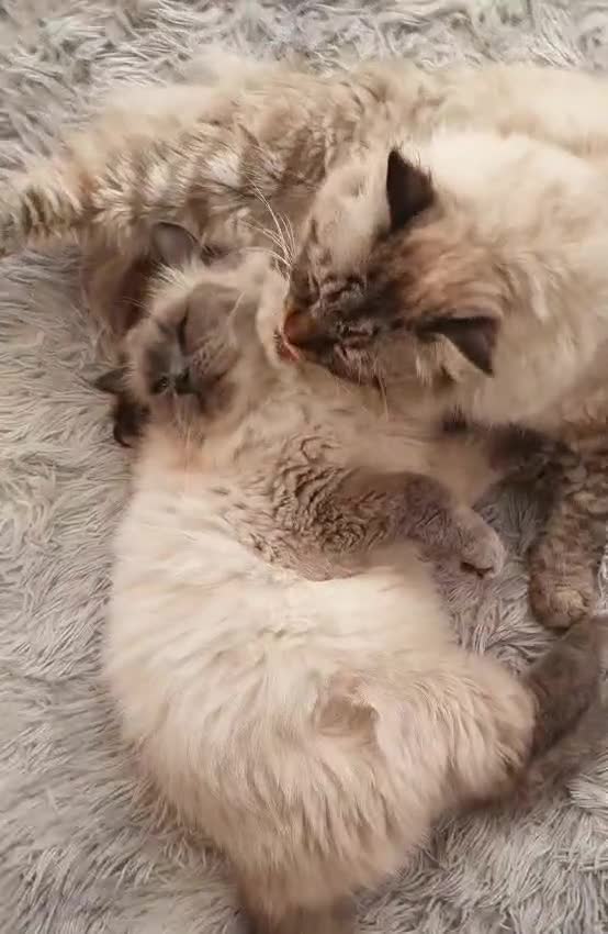 Siberian cats for sale: GCCF neva siberian Champion bloodlines siberians - Video 1