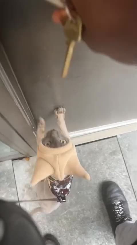 Sphynx cats for sale: Sphynx- Devon Rex - Video 1