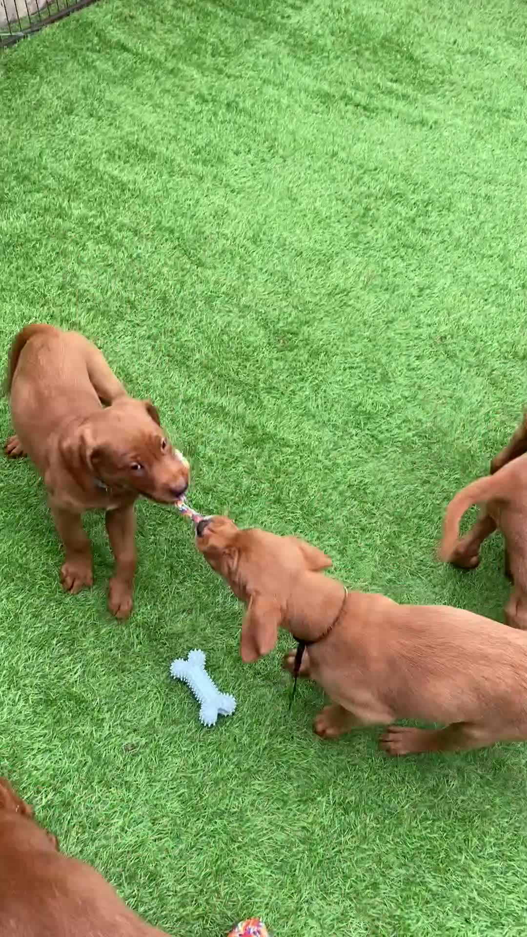 Labrador Retriever dogs for sale: Outstanding dark fox red Lab pups from FTCH lines - Video 1