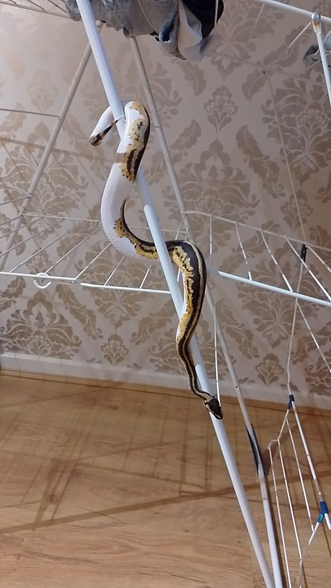 Python Snake reptiles for sale: Pied ball python in Bromyard - Video 1