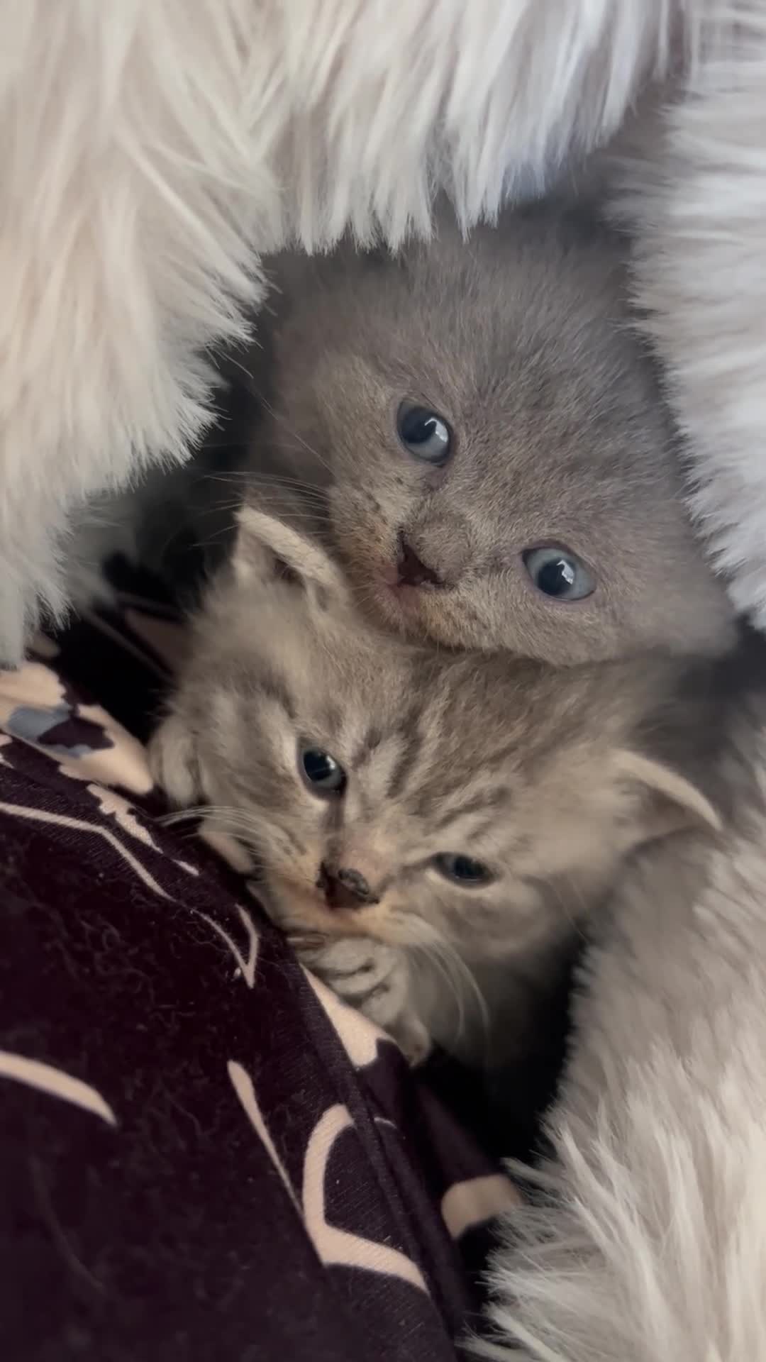 British Shorthair cats for sale: 🏆 CHAMPION BLOODLINE.🏆BLUE BRITISH SHORTHAIR !!! - Video 1