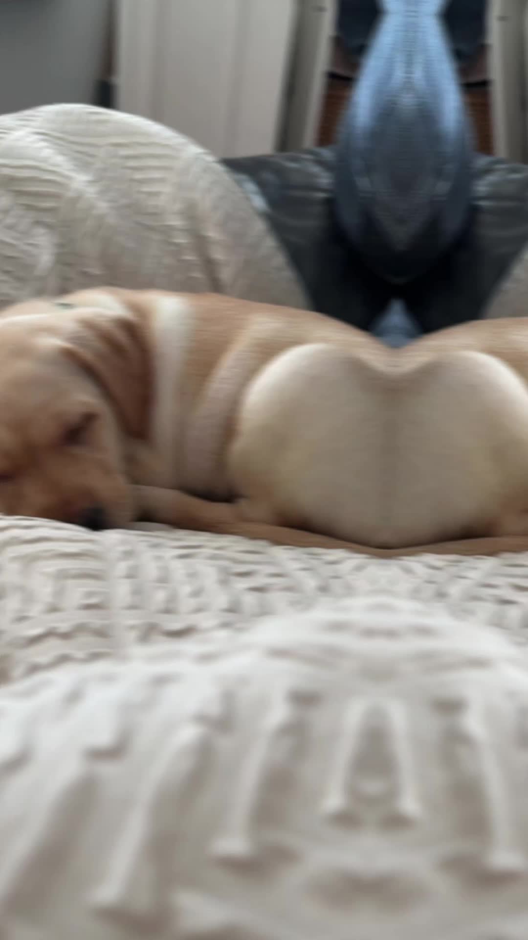 Labrador Retriever dogs for sale: Gorgeous Labrador Puppies 🐶  - Video 1
