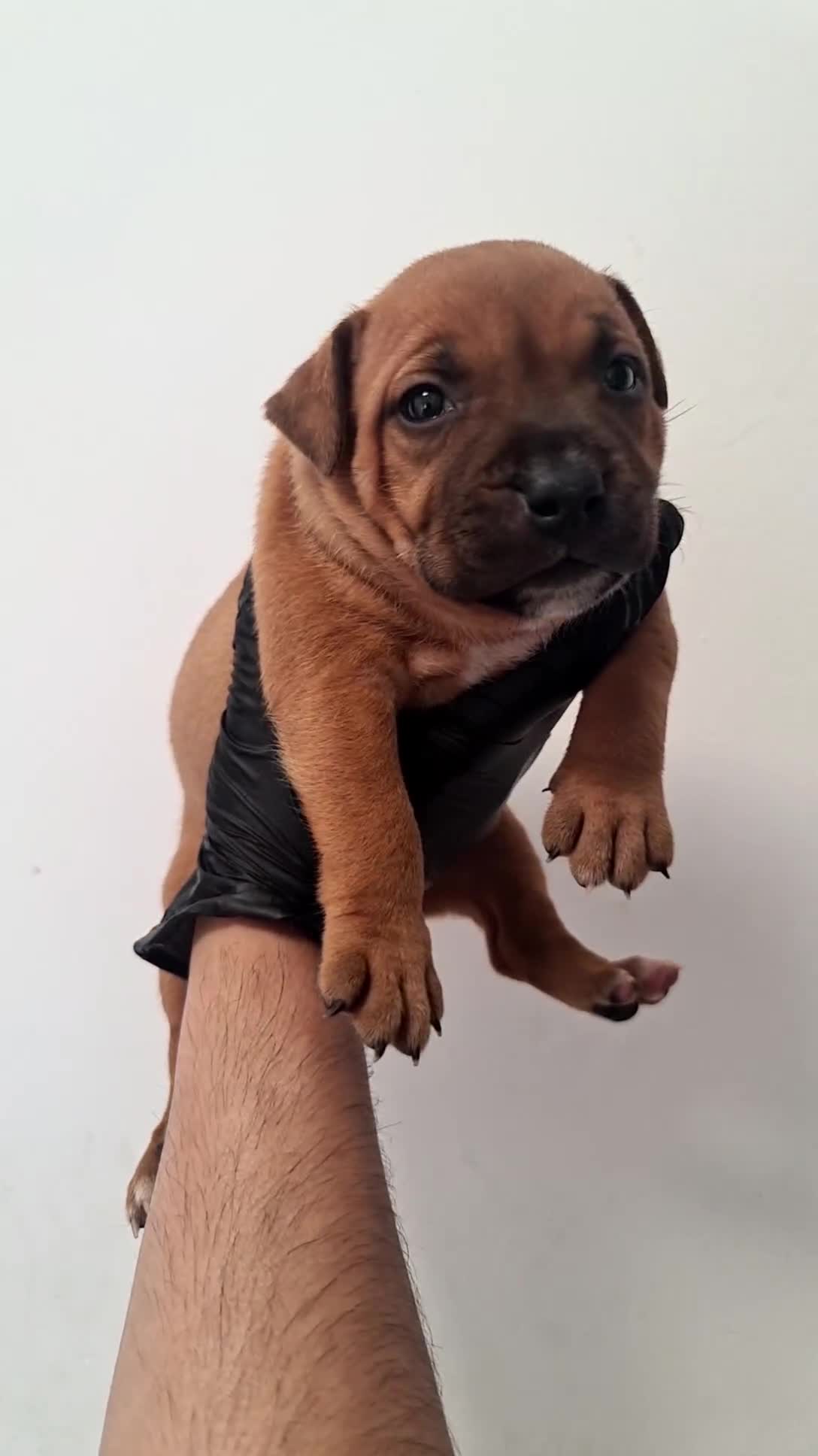Staffordshire Bull Terrier dogs for sale: Red staffy puppys  - Video 3