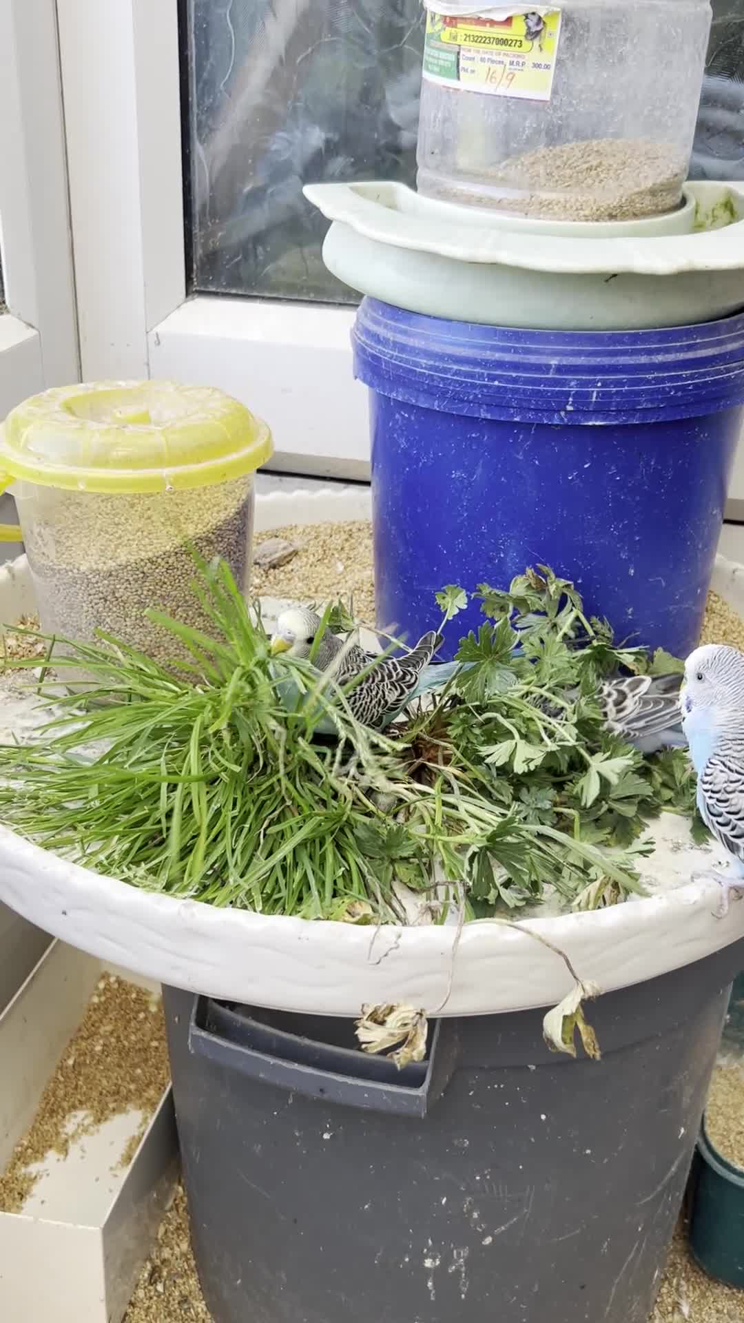 Budgerigars birds for sale: Budgies in Ashford - Video 1