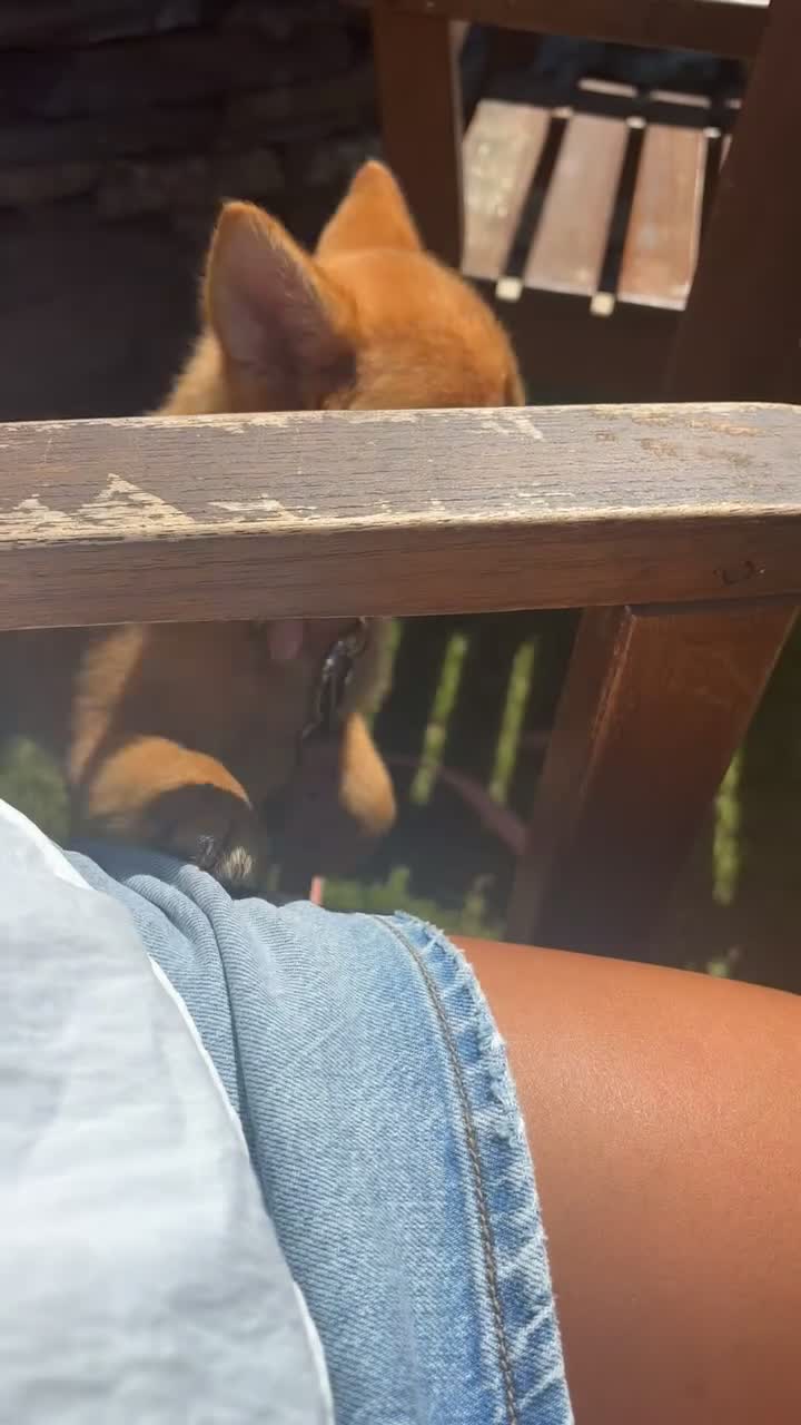 Mixed Breed dogs for sale: Beautiful 7 month old Pomshi hybrid  - Video 2