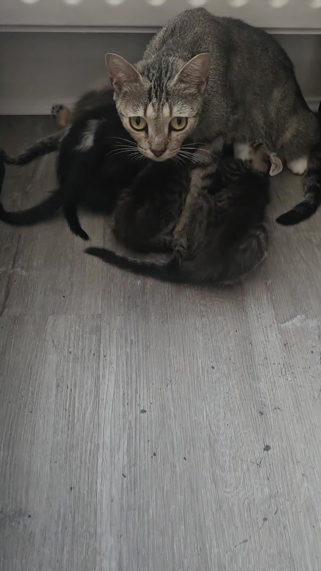 Mixed Breed cats for sale: Beautiful Kittens in London - Video 1
