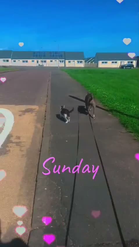 American Bully dogs for sale: Dog/ puppy looking for good home  in Lanark - Video 1
