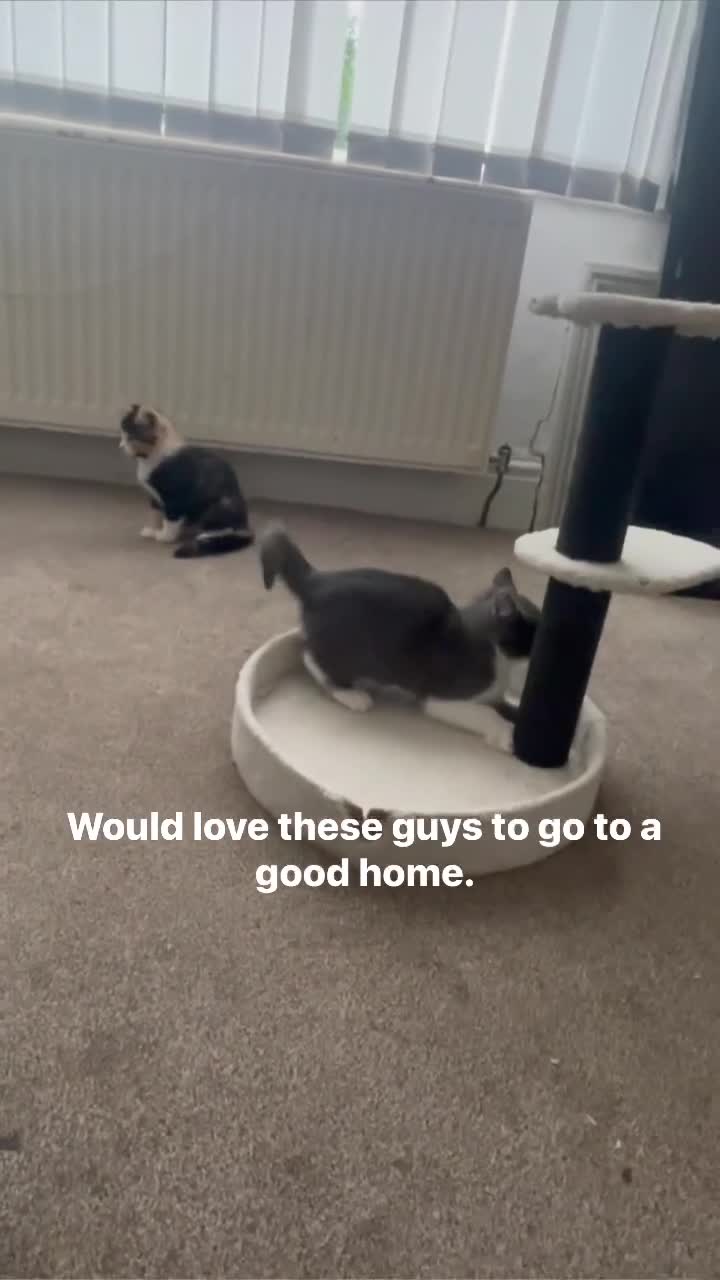 Chartreux cats for sale: White chartreuse Kitten  - Video 1