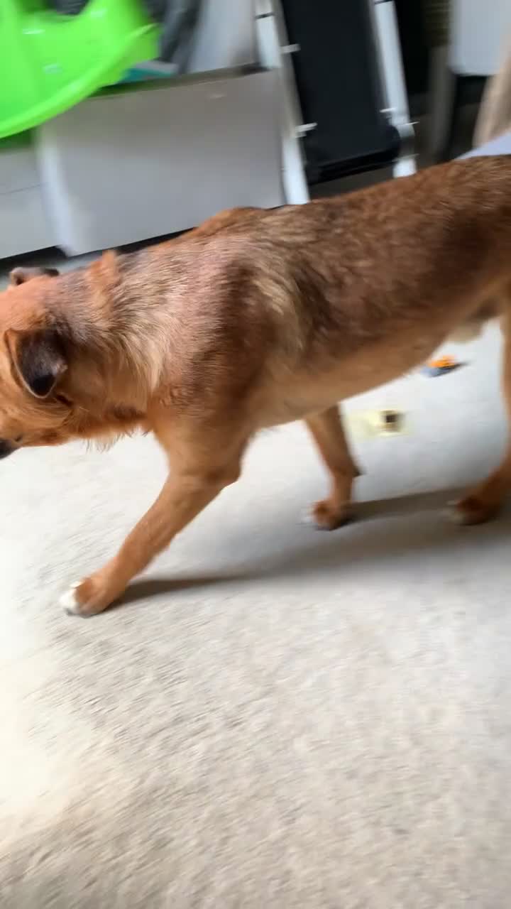 Mixed Breed dogs for sale: Major🖤 - Video 4