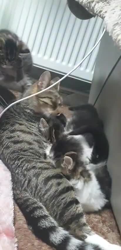 Mixed Breed cats for sale: Lovely female kittens  in Croydon - Video 1