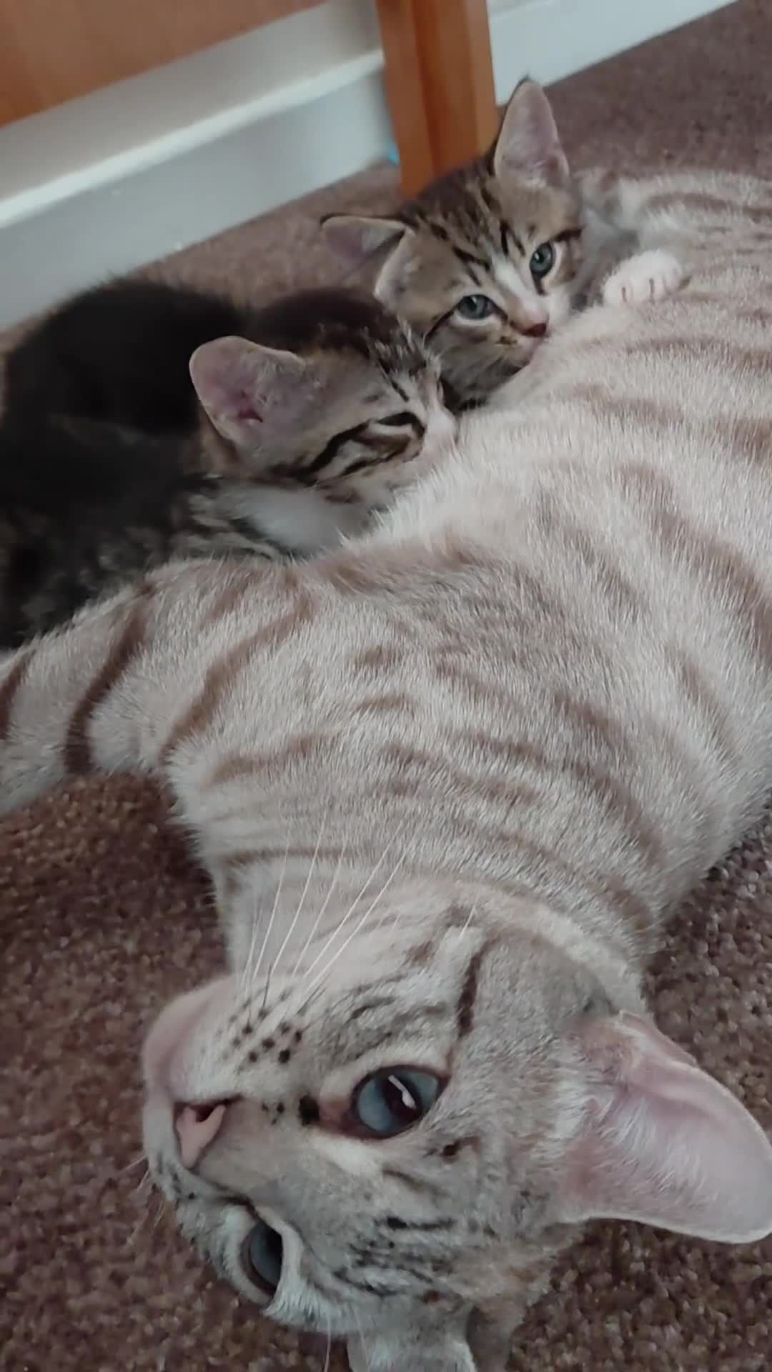 Mixed Breed cats for sale: Mix breed kittens. Mum is snow bengal  - Video 3