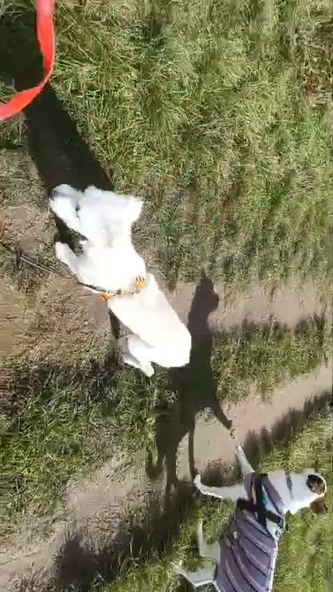 Mixed Breed dogs for adoption: Tam 🐶💙 - Video 2