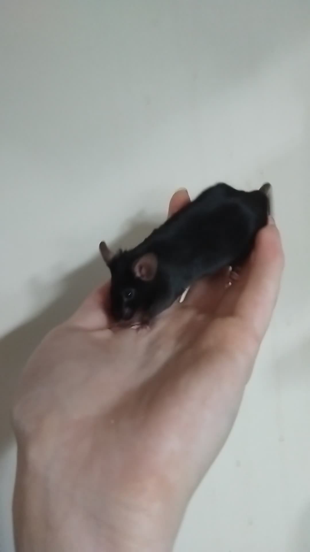 Mouse rodents for sale: 🐭 Female Mice Available for Adoption 🐭 - Video 5