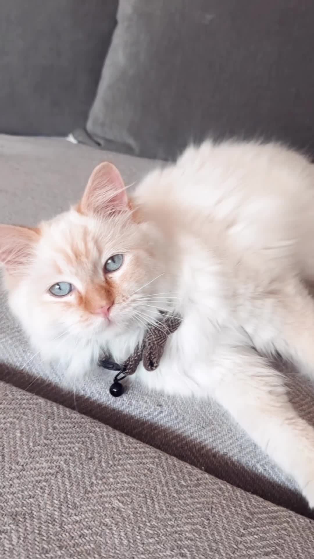 Ragdoll cats for sale: Ragdoll  - Video 2