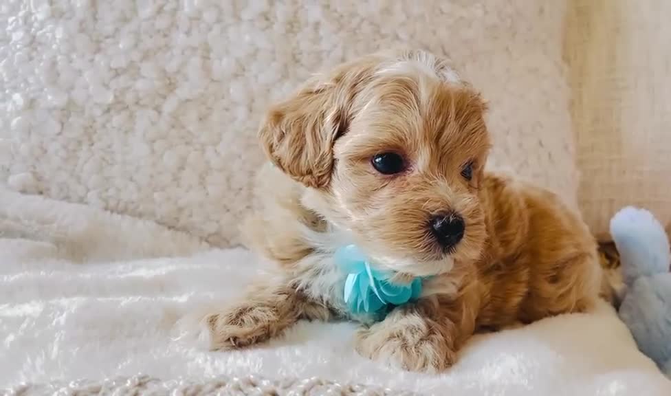 Maltipoo dogs for sale: Stunning F1 Toy Maltipoo Puppies - Boy & Girl - Video 1