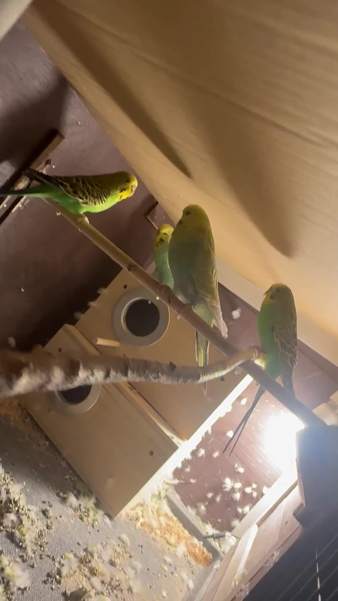 Budgerigars birds for sale: Budgies in Manchester - Video 1