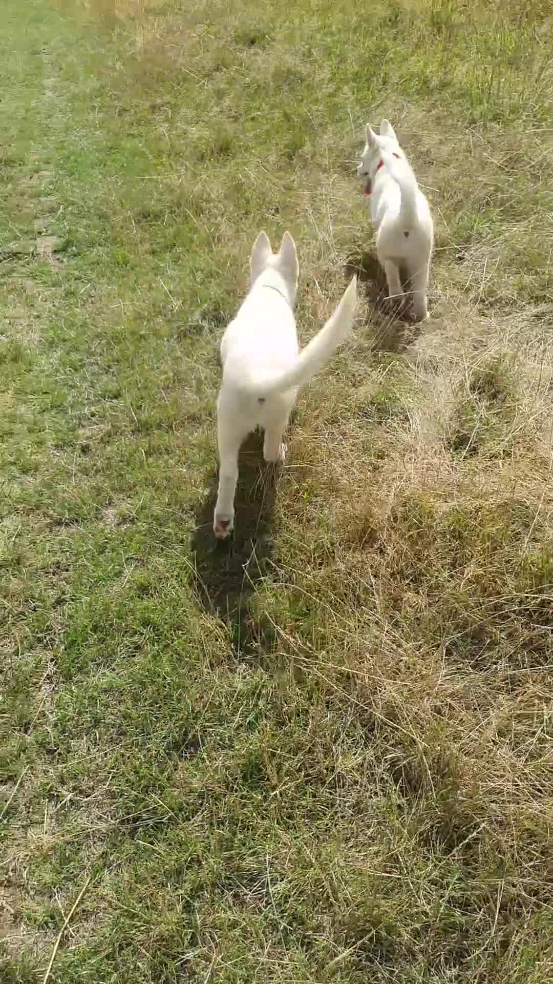 Siberian Husky dogs for sale: 1 white female husky pup 1st & 2nd Vaccines! - Video 2