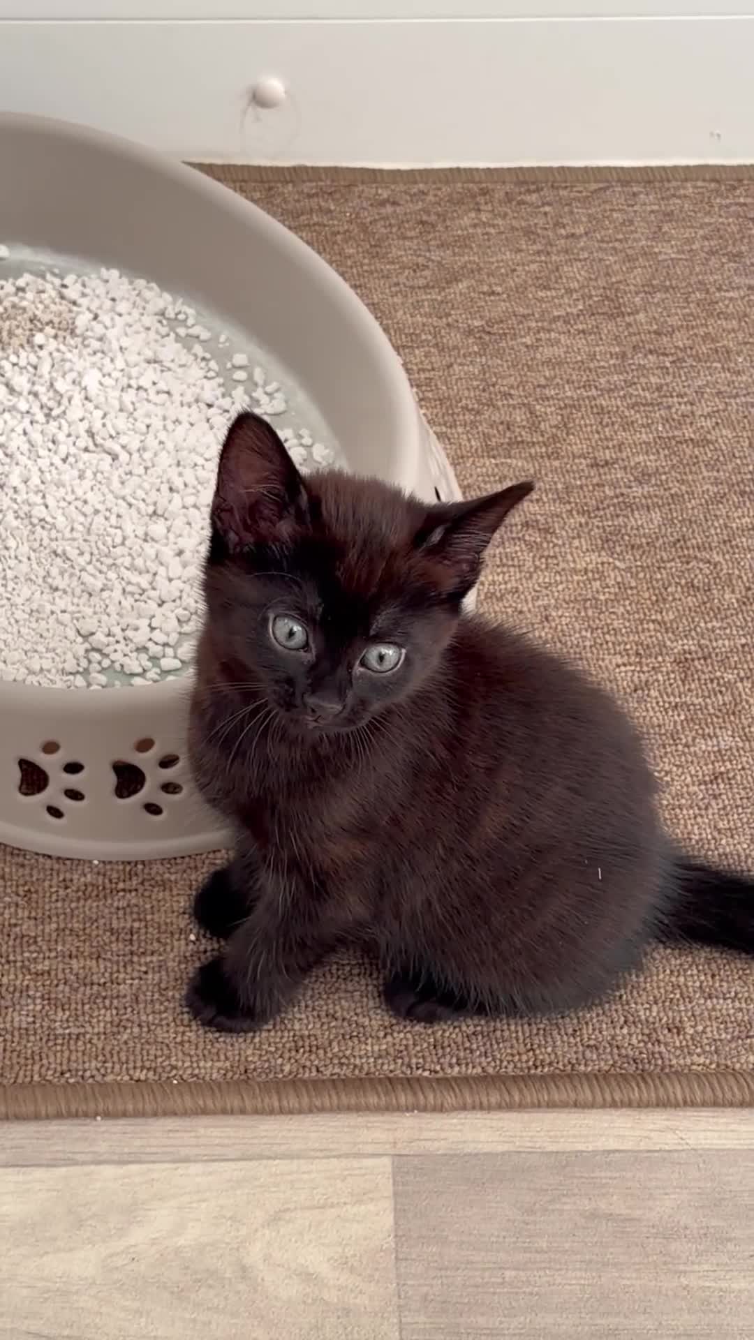 Bombay cats for sale: Beautiful Kittens – Ready to Rehome - Video 1