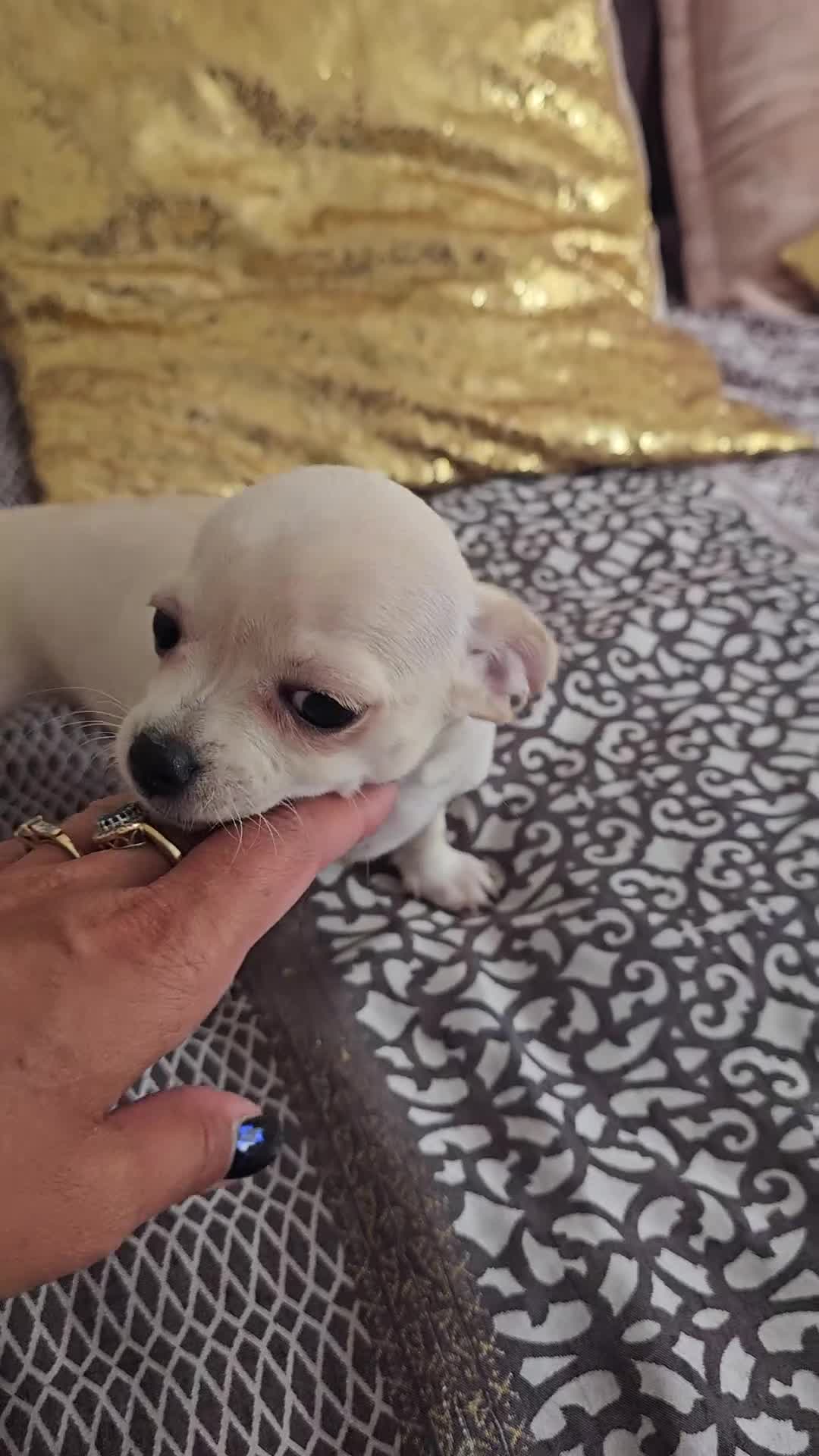 Chihuahua dogs for sale: Chihuahuas for SALE! - Video 3
