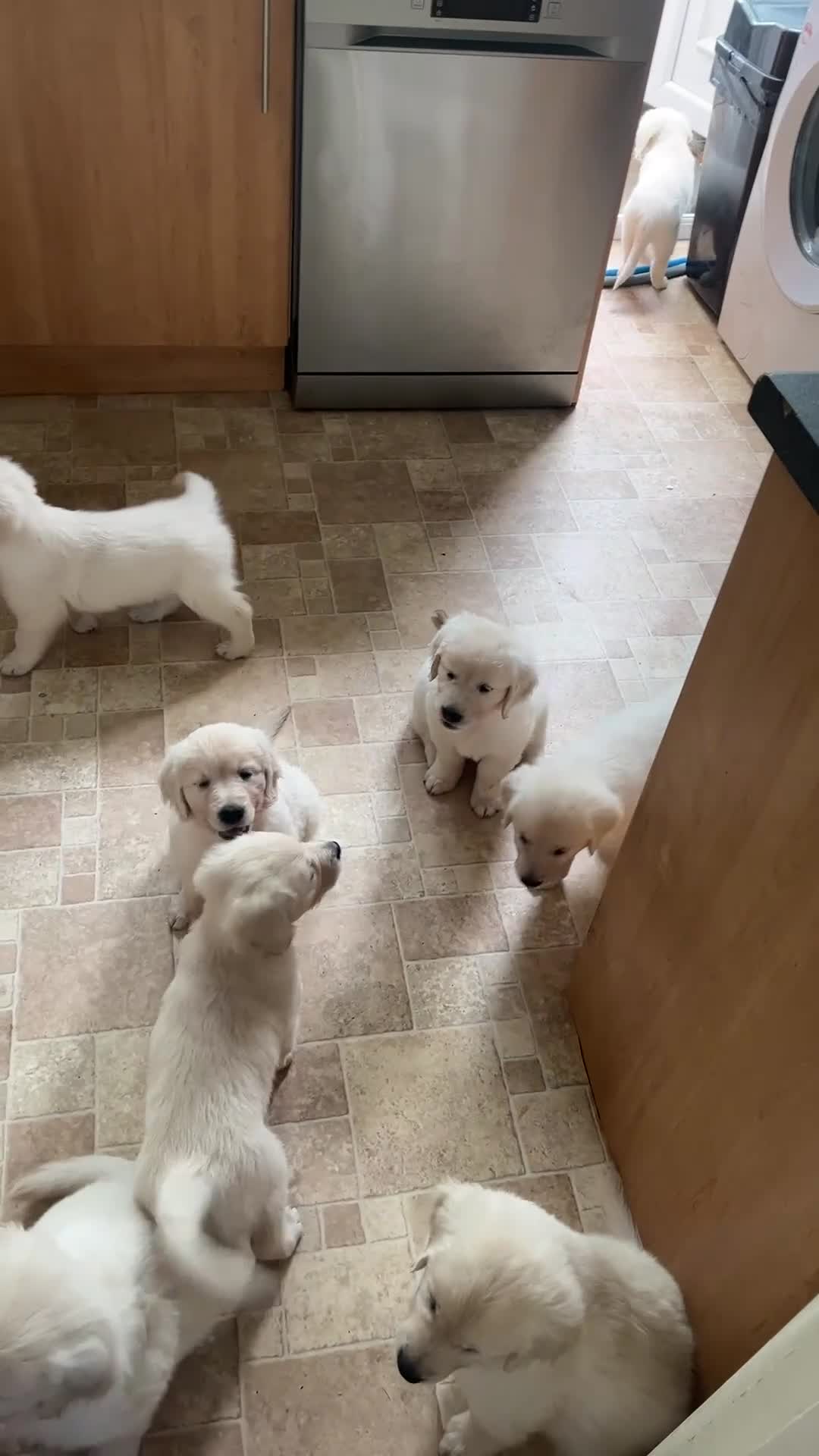 Golden Retriever dogs for sale: 5 generation KC registered pure white  - Video 5