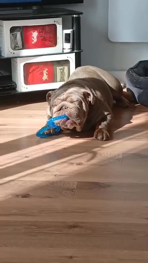 English Bulldog dogs for sale: Bertha 2 year old Bulldog - Video 1