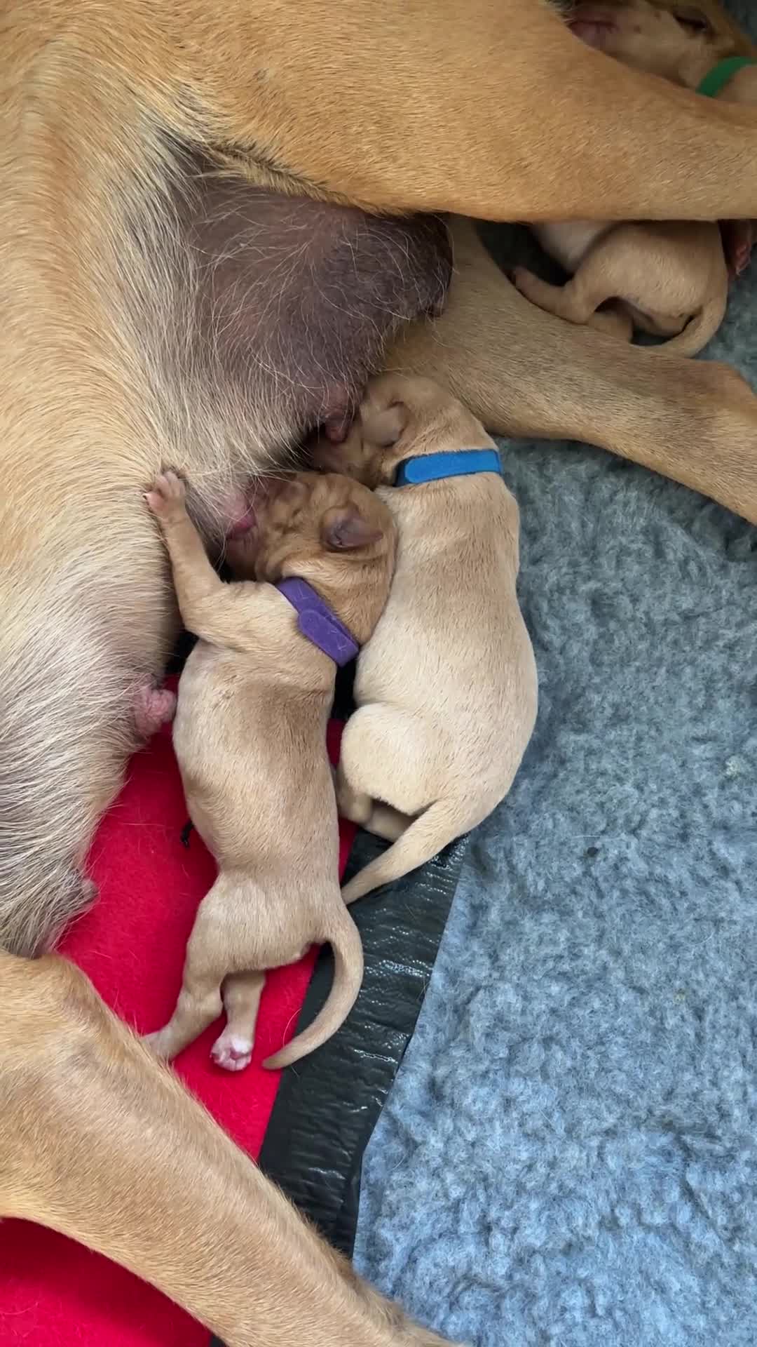 Labrador Retriever dogs for sale: KC registered Fox Red Labrador Puppies - Video 1