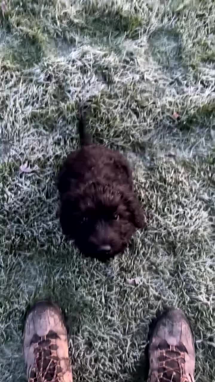 Schnoodle dogs for sale: Black Scnoodle - Maisy - Video 1