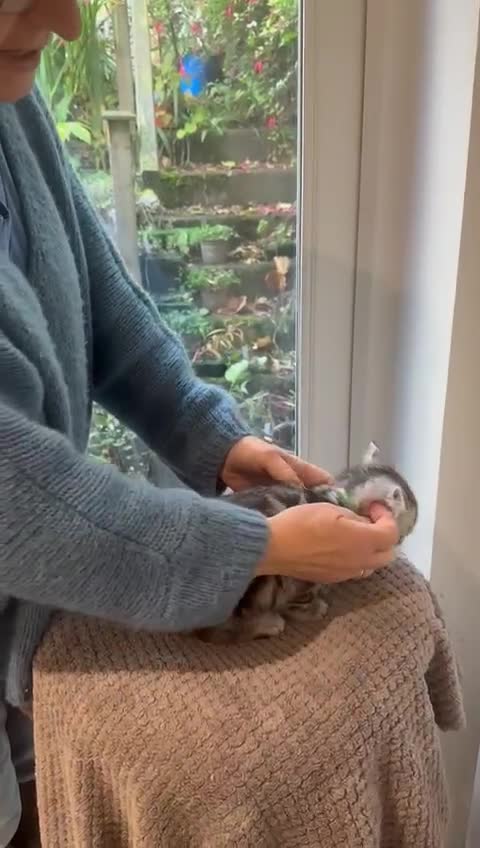 British Shorthair cats for sale: Beautiful registered British Shorthaired Kittens - Video 4
