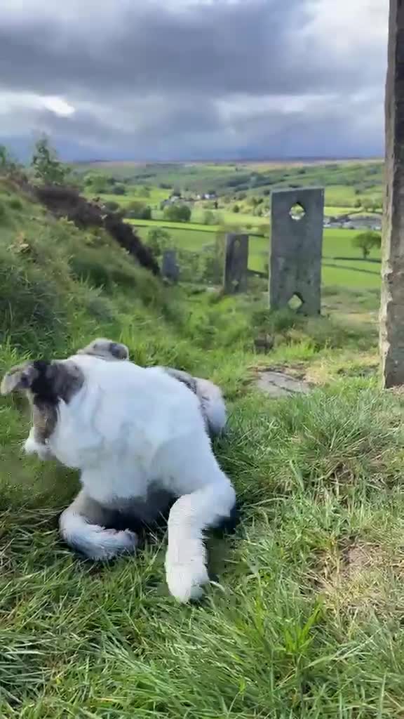 Border Collie dogs for sale: Blue merl border collie - Video 1