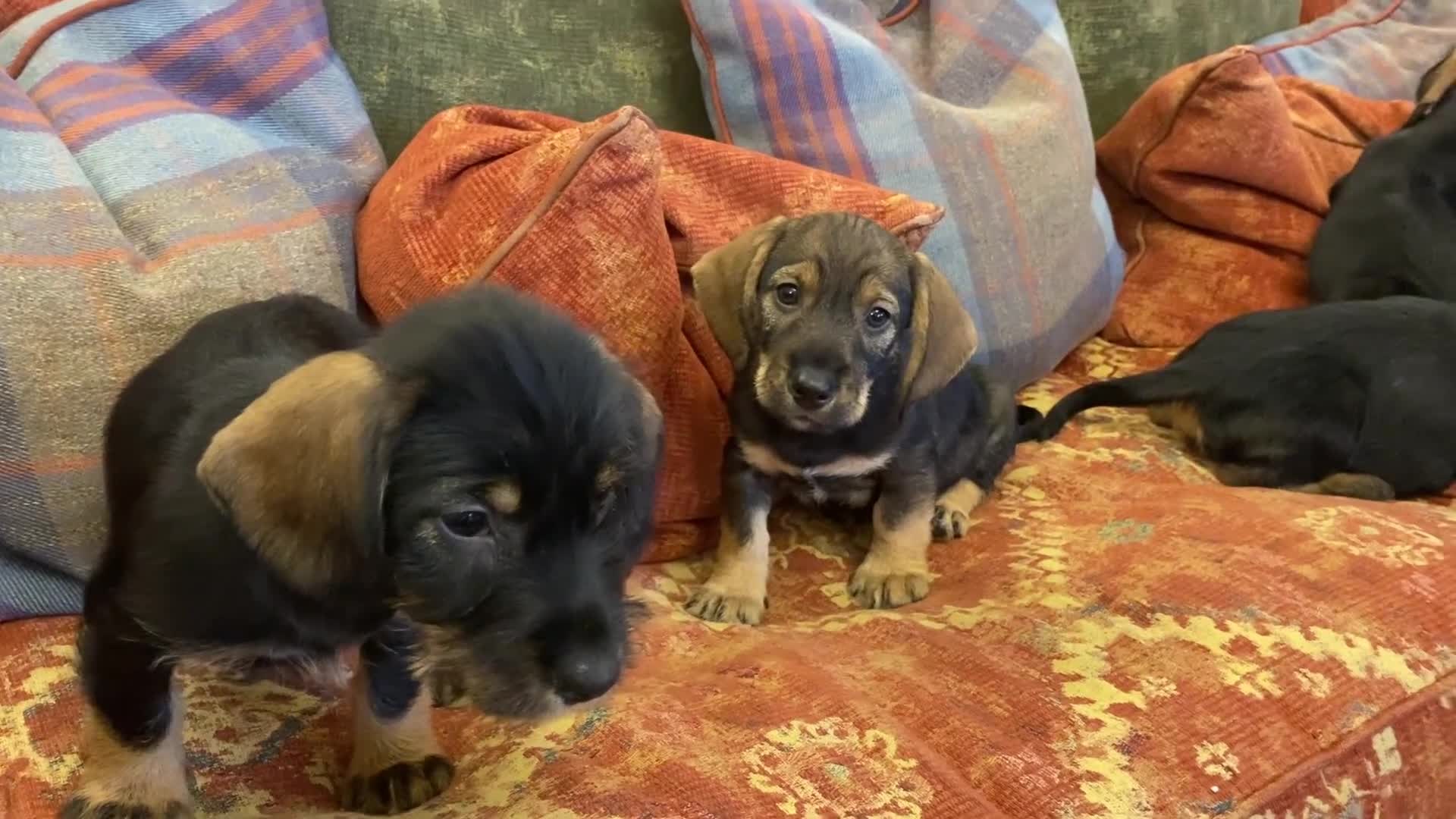 Mixed Breed dogs for sale: For Sale German wire haired pointer  x dashound  - Video 1