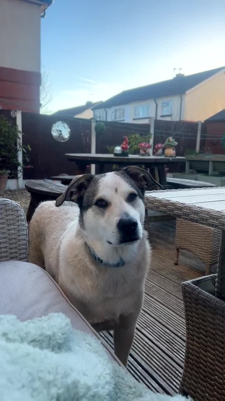 Mixed Breed dogs for sale: Peppa - Video 2